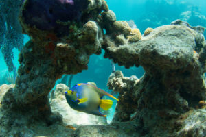 underwater image of coral and fish